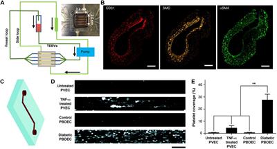 Engineering Cardiovascular Tissue Chips for Disease Modeling and Drug Screening Applications